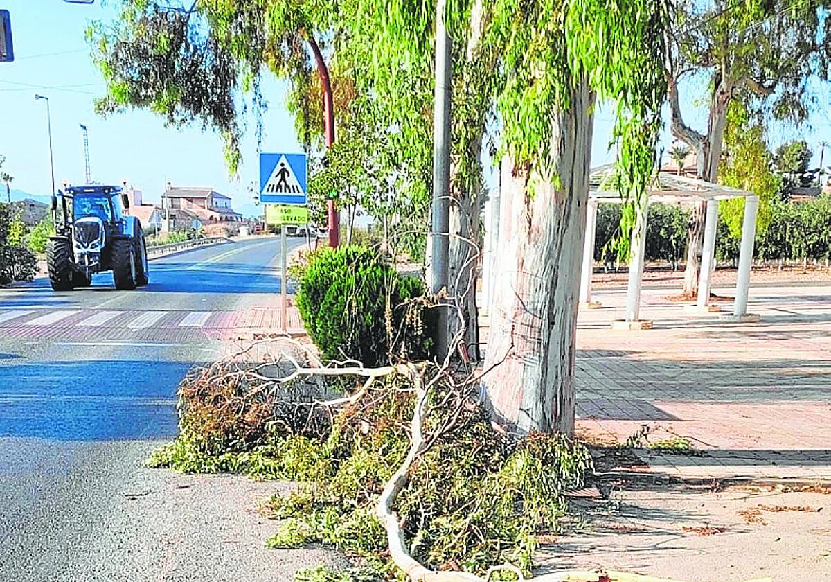Una de las ramas desprendidas, en la pedanía de La Campana.