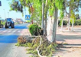 Una de las ramas desprendidas, en la pedanía de La Campana.