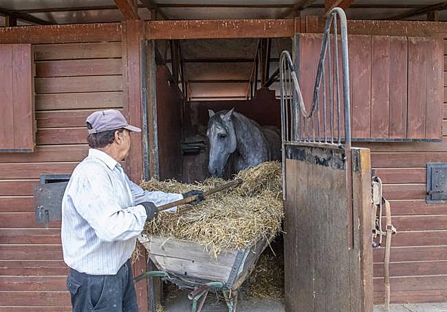 Ración de paja diaria para los caballos en Zarandona.