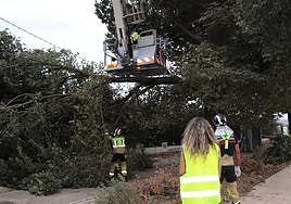 Varios bomberos retiran un árbol caído en la carretera.