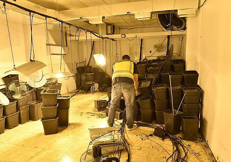 La Policía Nacional en el registro de la plantación de Patiño.