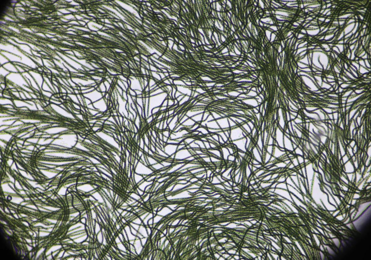 Un cultivo de espirulina, visto al microscopio, en una imagen de archivo.