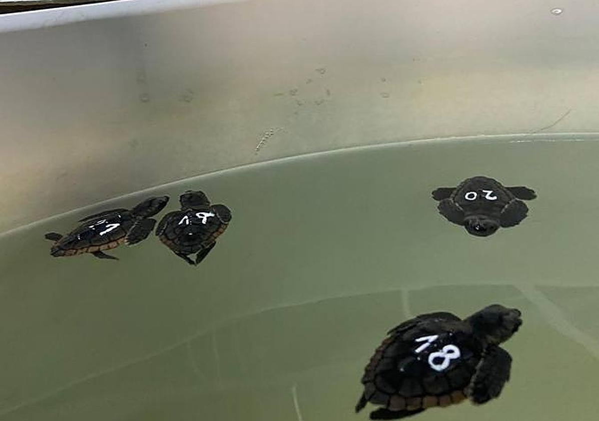 Algunas de las tortugas nadando en un tanque de agua de mar.
