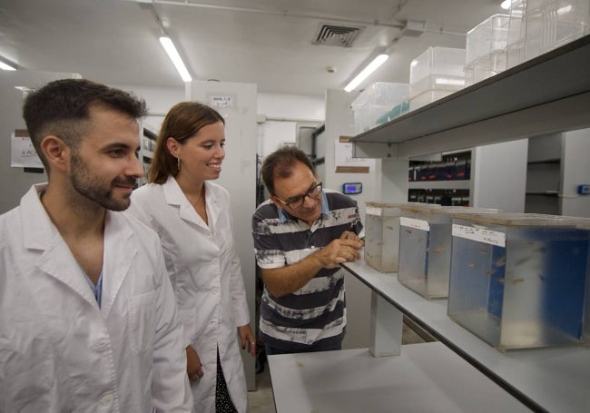 Juan Manuel Lozano, Lola Rodríguez y Victoriano Mulero observan varias peceras con peces cebra, los minúsculos animales con que se trabaja en este laboratorio de la UMU.