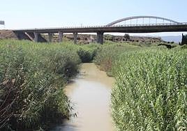 La Vega Media recibe 3,5 millones para la recuperación de la ribera del Segura