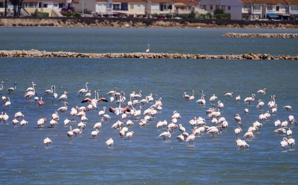 Imagen principal - Cumbre rosa en las salinas de San Pedro del Pinatar: miles de flamencos huyen de la sequía