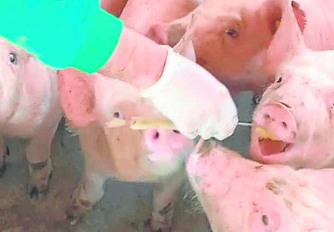 Toma de muestras de saliva en una granja.