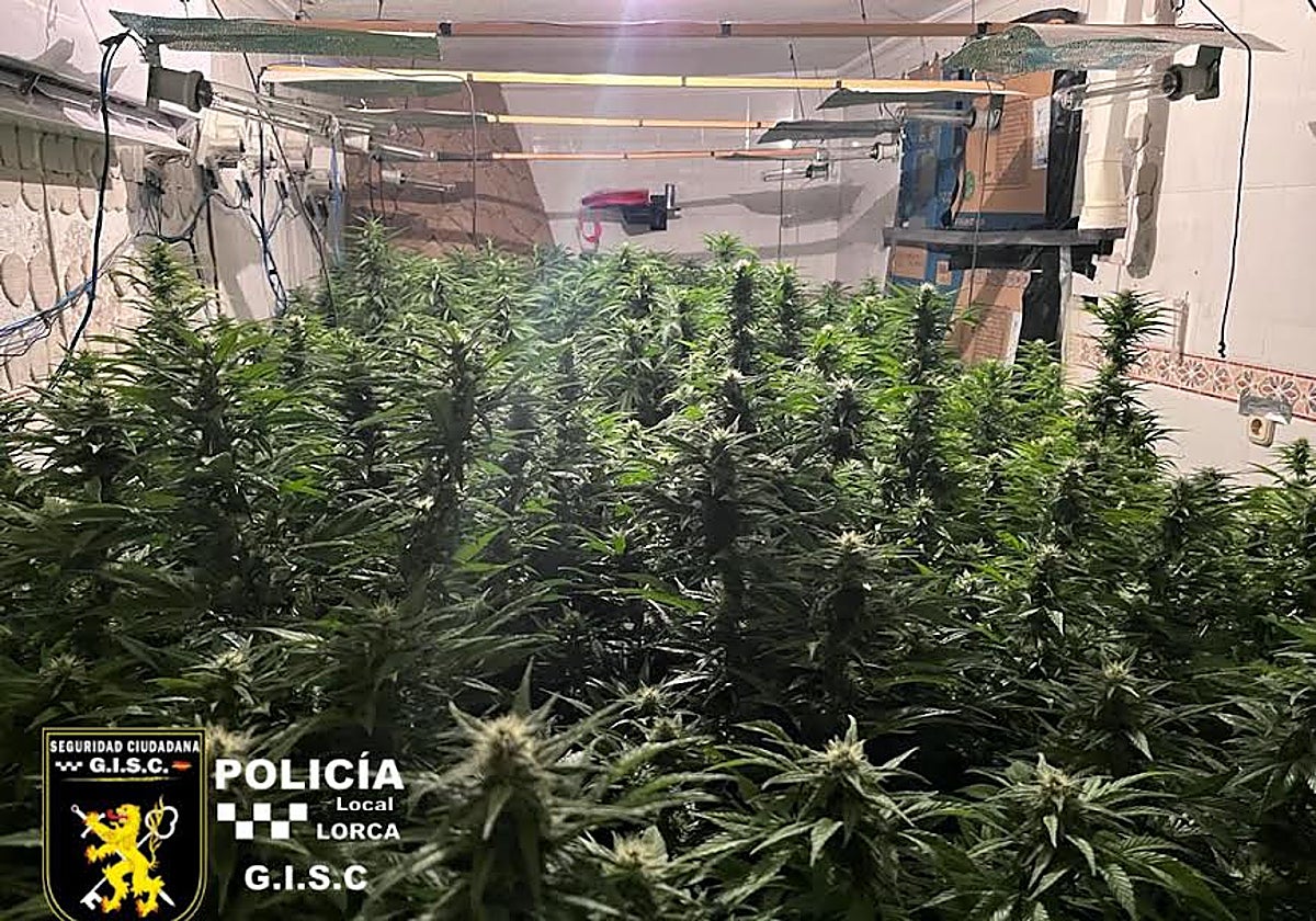 Plantación de marihuana hallada en la vivienda del barrio de San Lázaro.