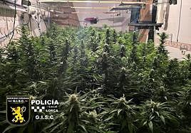 Plantación de marihuana hallada en la vivienda del barrio de San Lázaro.