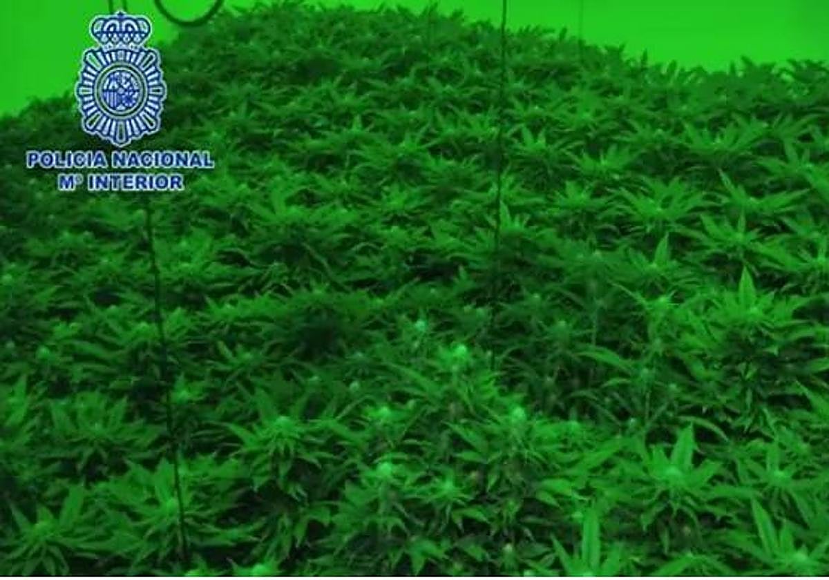 Imagen de la plantación de marihuana intervenidas en Sangonera la Verde.