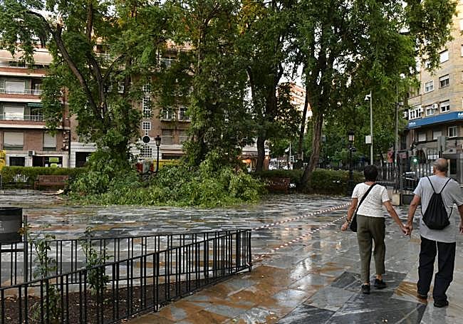 La rama caída este martes en el jardín de Floridablanca.