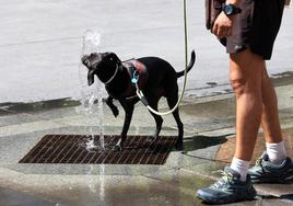 Un perro bebiendo agua, en una imagen de archivo.