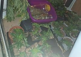 Plantas de marihuana incautadas.