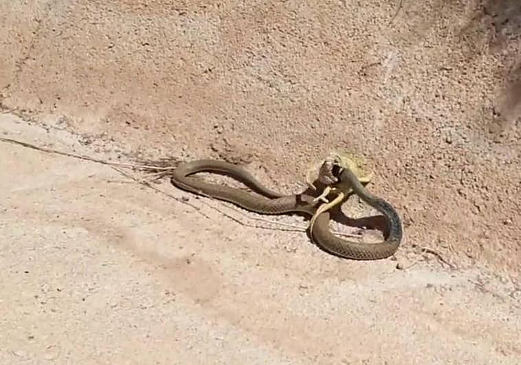 Imagen de los animales en medio de la batalla.