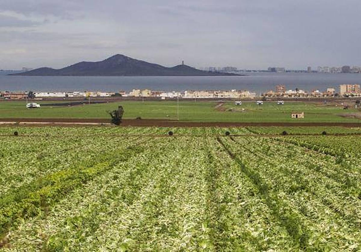 Parcelas de cultivos junto al Mar Menor, en una foto de archivo.
