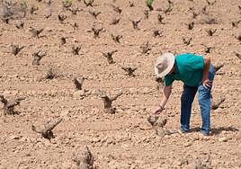 Un agricultor muestra los estragos de la sequía en campos de secano de Jumilla el pasado mayo.