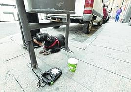 Un perro, atado a una papelera, en una calle de Murcia. La fotografía es de archivo.
