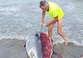 Un bañista, con un cuchillo, junto a un atún hallado este verano en La Manga.