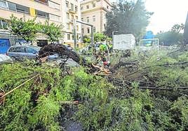 Árbol caído en la Muralla de Carlos III por efecto de las lluvias.