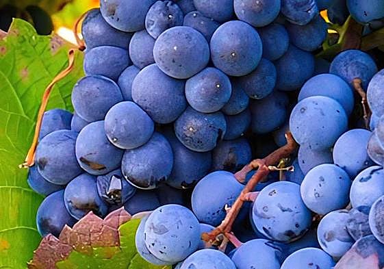 La monastrell es la uva por excelencia en la Región de Murcia