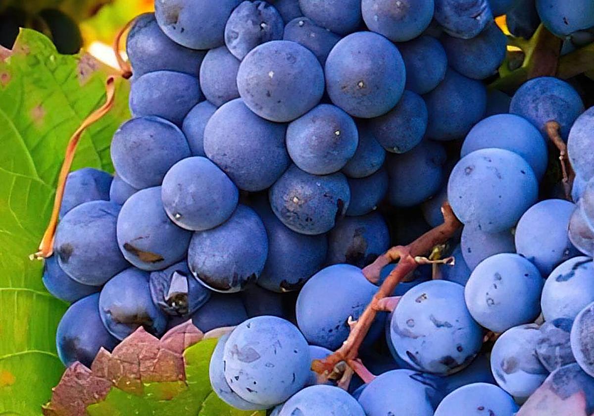 La monastrell es la uva por excelencia en la Región de Murcia