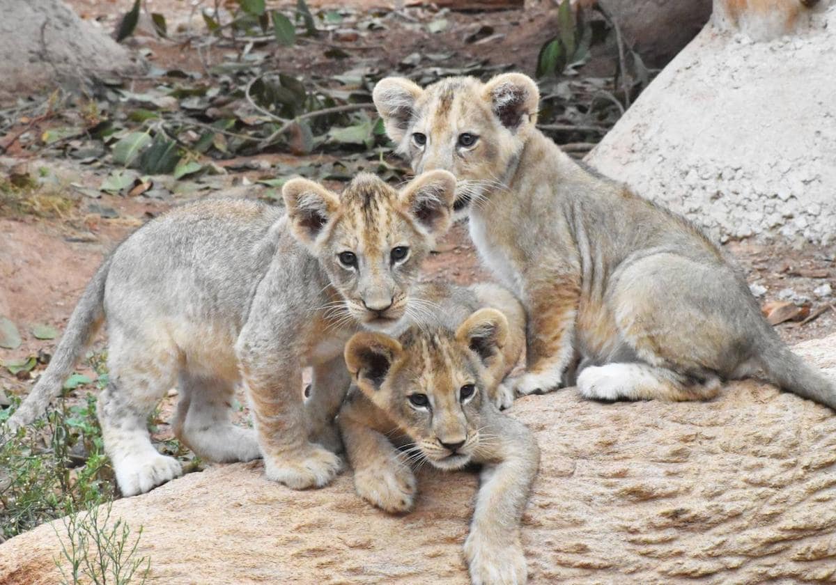 son leones perros o gatos