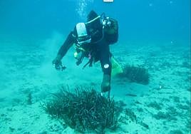 Un experto toma observa la evolución de la pradera oceánica.