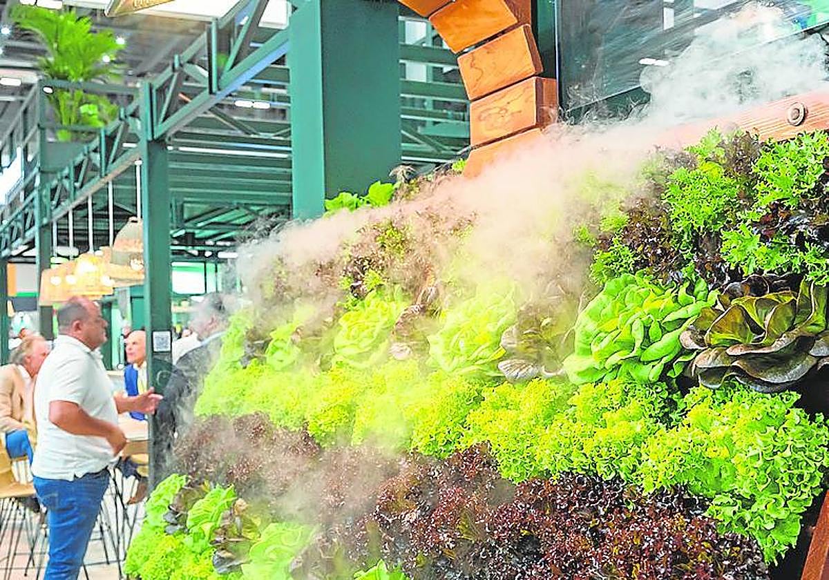 Cultivo de lechugas en sistema hidropónico, en el estand de Rijk Zwaan.