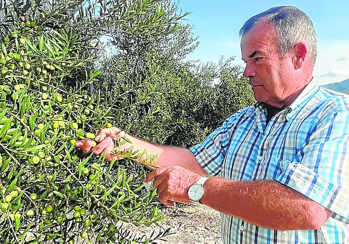 Rafael Giménez revisa unos olivos, en su finca.