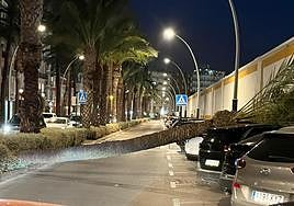 Caída de una palmera en la calle Real de Cartagena.
