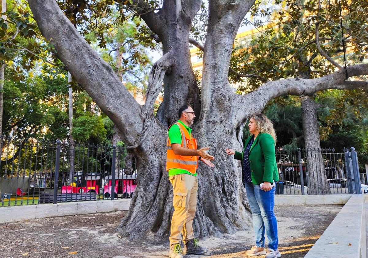 La concejal de Medio Ambiente, Noelia Grao, inspecciona con un técnico el ficus de la Glorieta.