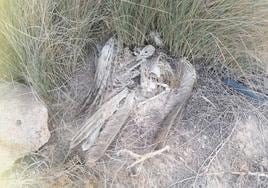 Restos de un águila perdicera muerta por electrocución, al pie de un tendido eléctrico.