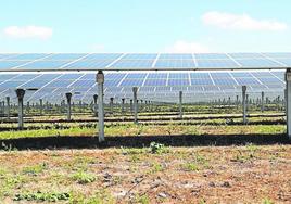 Paneles solares de la planta fotovoltaica de 84,7 MW que Enel tiene en Totana.