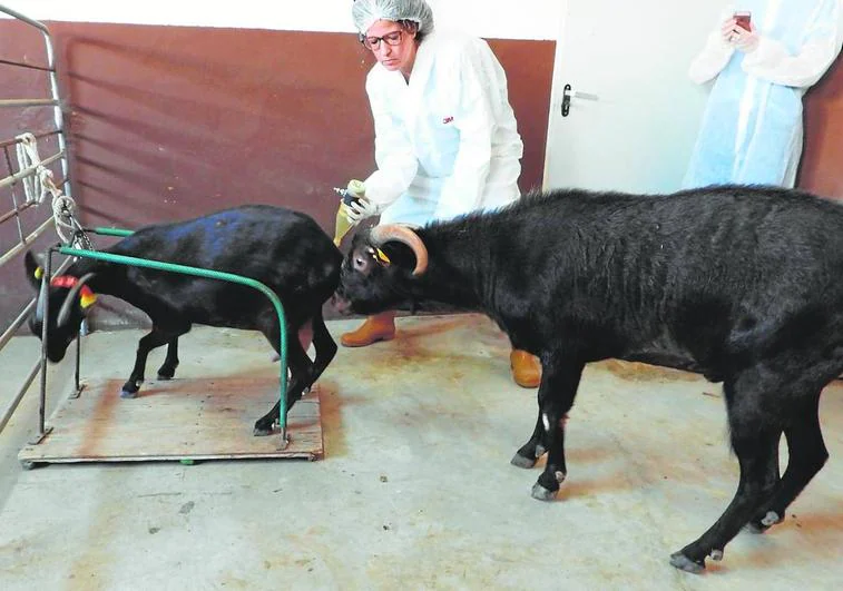 Imida promotes the production of meat and derivatives of six native breeds