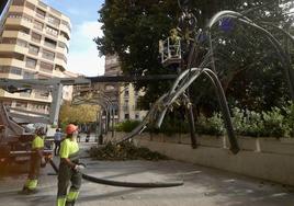 Trabajadores de Parques y Jardines retiran las ramas caídas este jueves del ficus de Santo Domingo de Murcia.