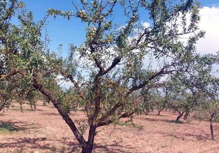 Almendro con daños por la sequía.