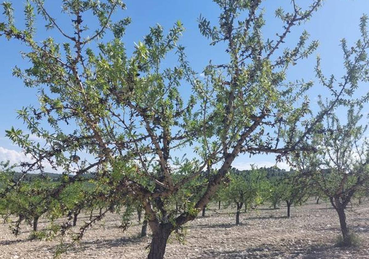 Almendro en una finca de cooperativa agraria de la región.
