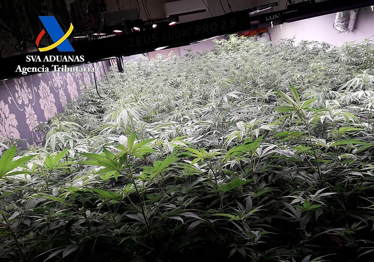 Plantación de marihuana incautada en Murcia.