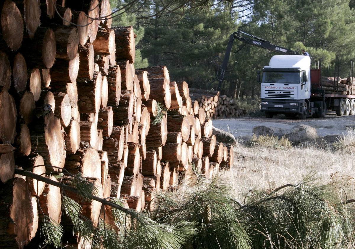Medio Ambiente proyecta una planta de biomasa forestal en el Noroeste