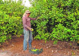 Un trabajador recoge limones en una plantación de la Vega Baja alicantina, hace unos días, en el inicio de la campaña.