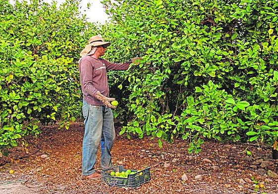 Un trabajador recoge limones en una plantación de la Vega Baja alicantina, hace unos días, en el inicio de la campaña.