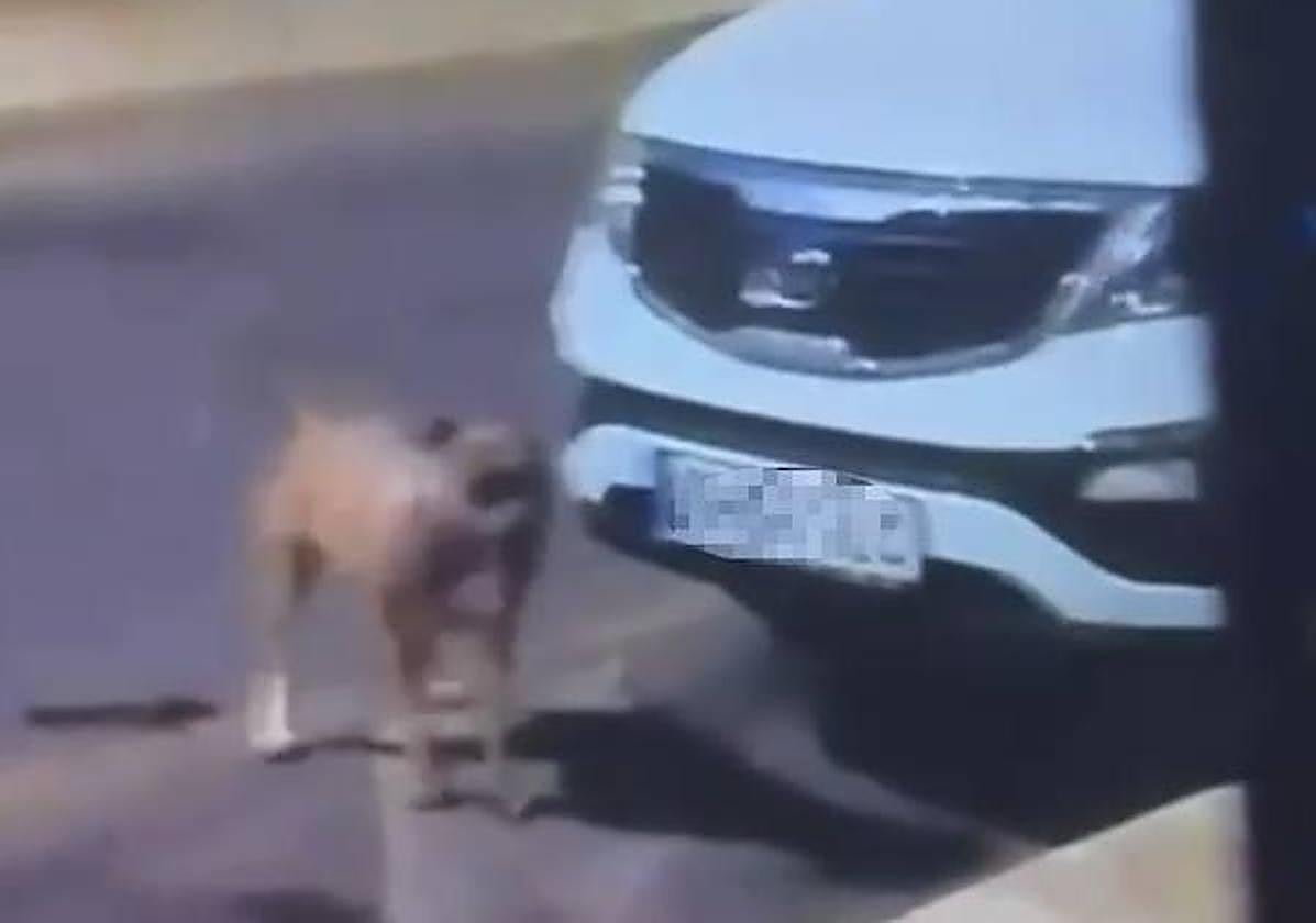 Uno de los perros que atacó al gato.