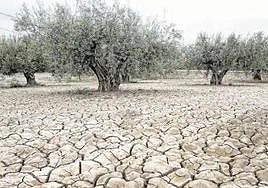 Un olivar con la tierra cuarteada por la sequía extrema.