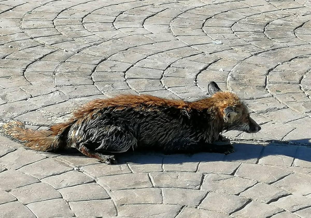 El zorro una vez rescatado.