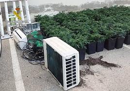 Las plantas encontradas por la Benemérita en Mula.