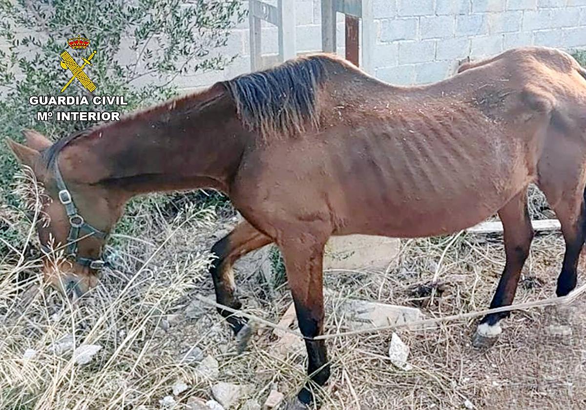 La yegua que localizaron los agentes con signos de caquexia por falta de alimento.