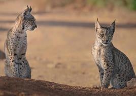 Dos cachorros de lince ibérico.