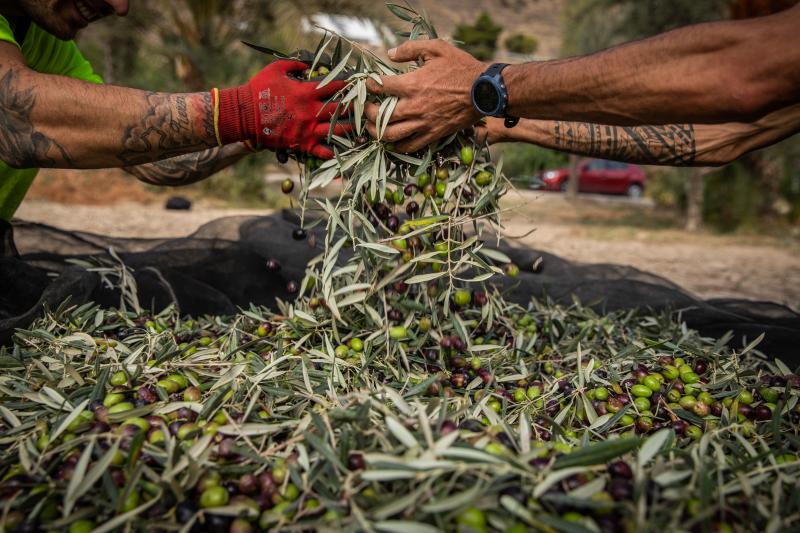 La recogida de la aceituna en el Palmeral de Orihuela, en imágenes
