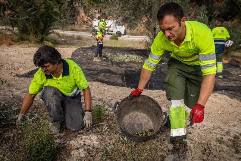 La recogida de la aceituna en el Palmeral de Orihuela, en imágenes