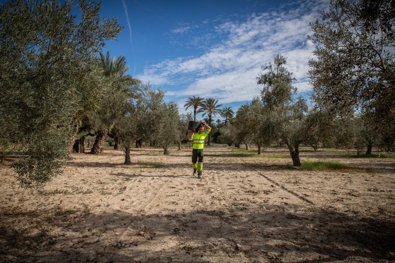 La recogida de la aceituna en el Palmeral de Orihuela, en imágenes